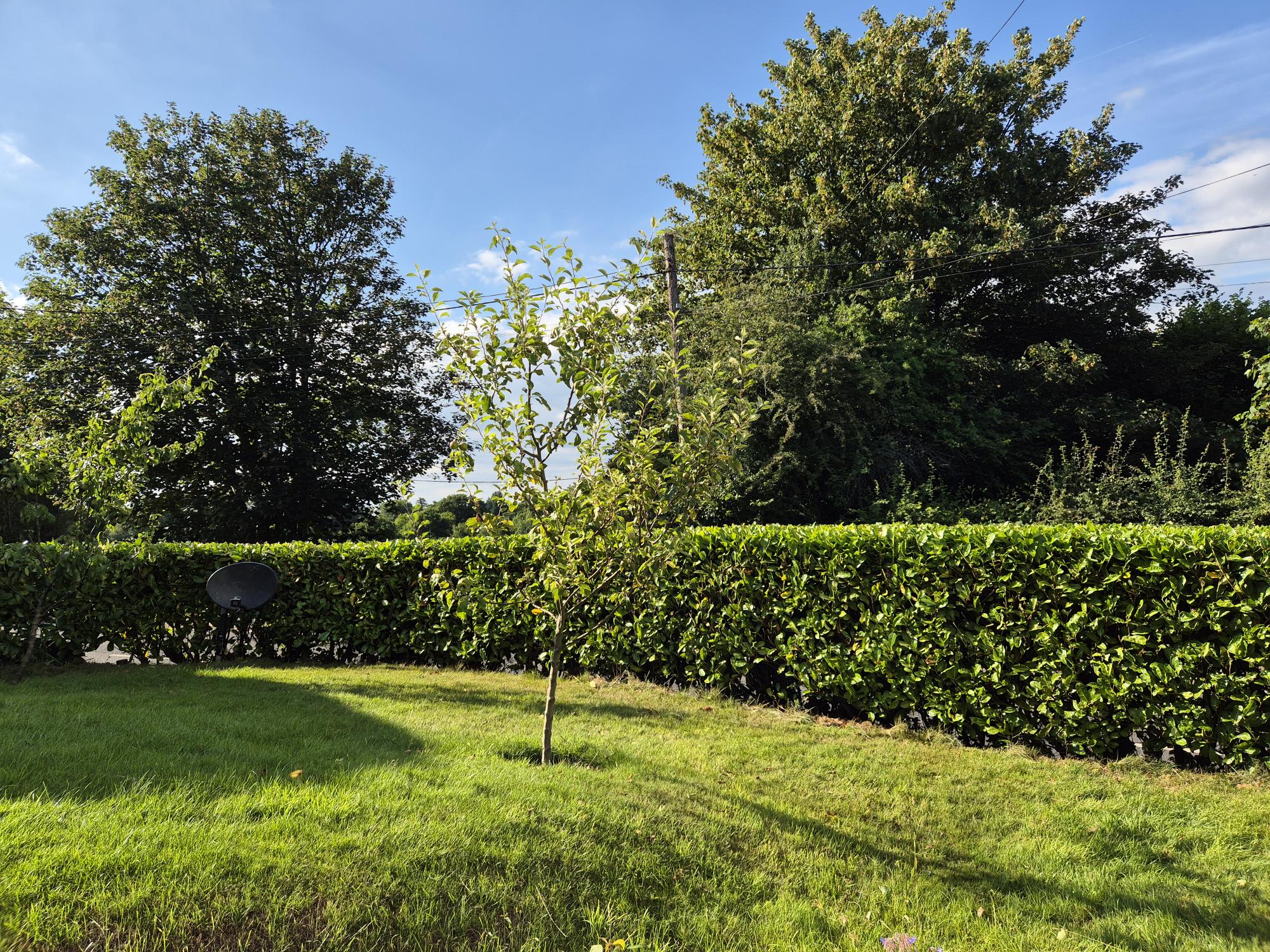 Hedge Trimmed before Grass Cutting